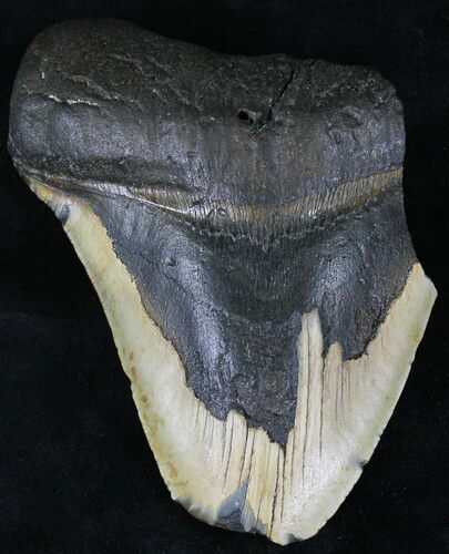 Partial Megalodon Tooth - North Carolina #21663